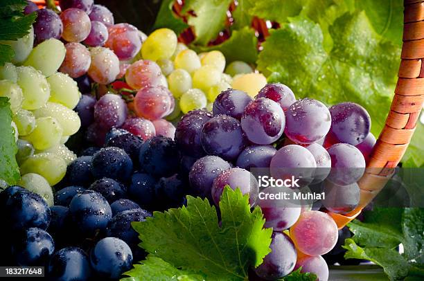 Bunch Of Different Types Of Fresh Grapes Stock Photo - Download Image Now - Grape, Bunch, Vineyard