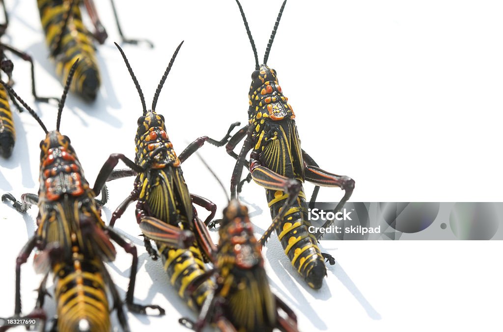 Locusts le mois de mars - Photo de Criquet migrateur libre de droits