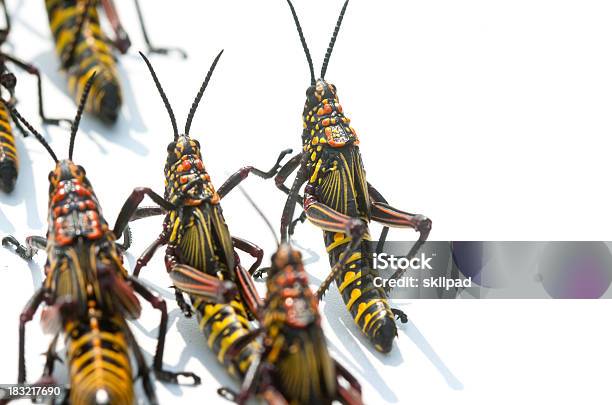 Locusts De Março - Fotografias de stock e mais imagens de Gafanhoto - Gafanhoto, Animal, Figura para recortar