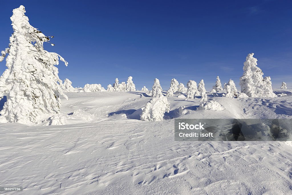 Winterpark. Sheregesh. - Foto de stock de Arbusto royalty-free