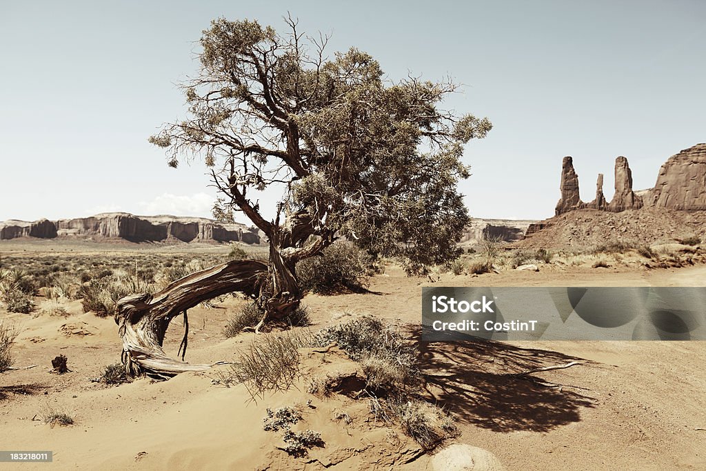 Getrocknete Baum in der Wüste von Arizona - Lizenzfrei Arizona Stock-Foto