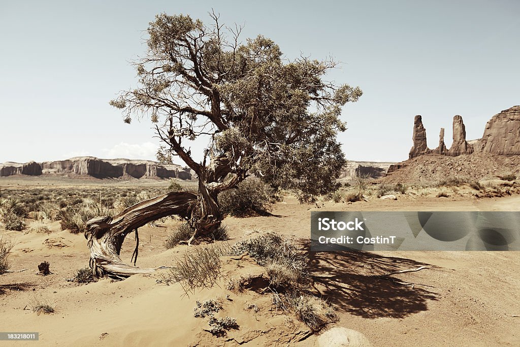 Árvore no deserto do Arizona seco - Foto de stock de América do Norte royalty-free