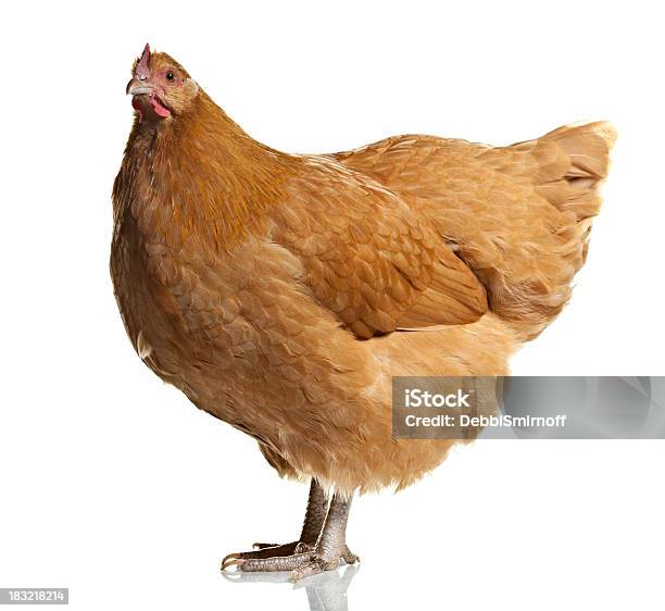 Photo libre de droit de Buff Poule Orpington Isolé Sur Blanc banque d'images et plus d'images libres de droit de Poulet - Volaille domestique - Poulet - Volaille domestique, Poule, Objet ou sujet détouré