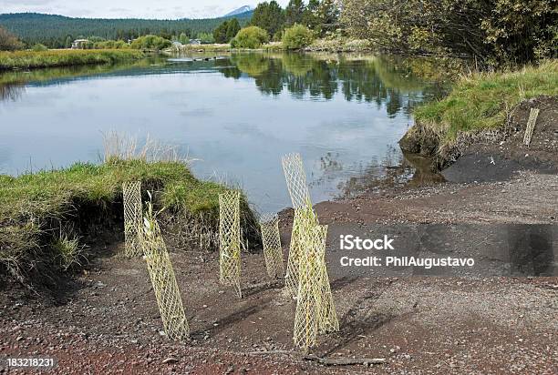 Nadbrzeżne Przywrócenie Projektu - zdjęcia stockowe i więcej obrazów Odnawiać - Odnawiać, Rzeka, Stan Oregon