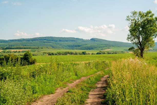 istock A field, a road leading to the mountains 1832182426