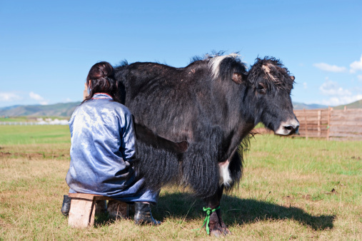 Mongolian woman in national clothing milking a yak, Central Mongolia.http://bem.2be.pl/IS/mongolia_380.jpg