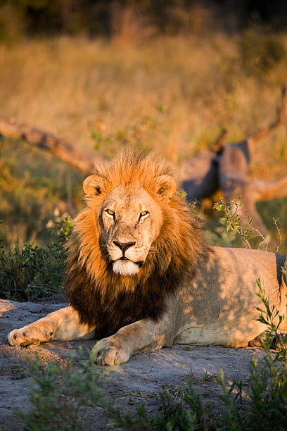 istock King of the Jungle 183218377