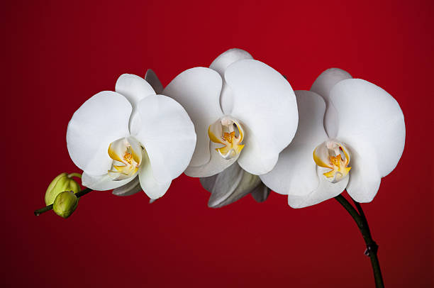 istock Macro of Orchid 183218398