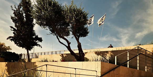 Here we see three olive trees very close to Yaffa Gate in Jerusalem.