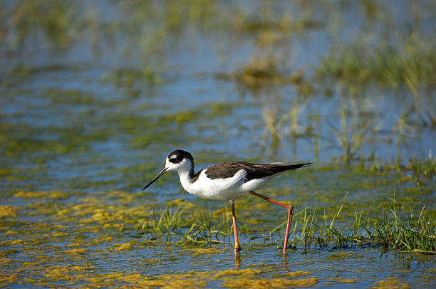 istock Black-winged Stilt in Fresh Water Marsh 183218828