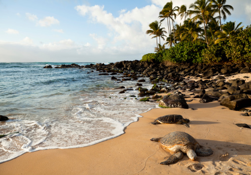 Green Sea Turtles on a Hawaiian beach with palm trees in the backgroundCheck out my Hawaiian Lightbox with more images: