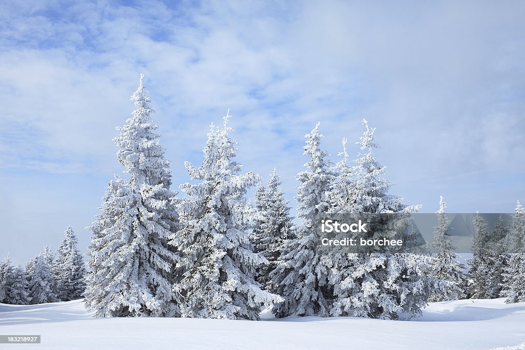 Floresta de Inverno - Royalty-free Abeto Foto de stock