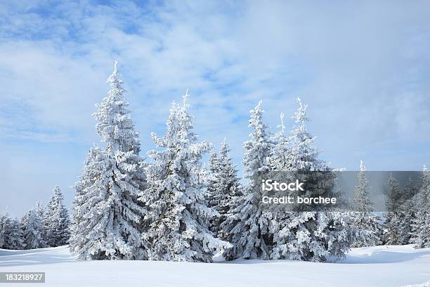 Floresta De Inverno - Fotografias de stock e mais imagens de Abeto - Abeto, Ao Ar Livre, Azul