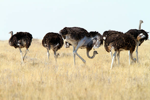 istock Group of  Common Ostrichs, Etosha National Park, Namibia 183219008
