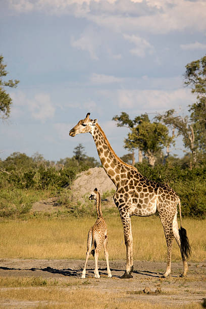 istock Mother and Calf Giraffe 183219020
