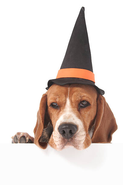 istock Halloween dog above blank sign 183219030
