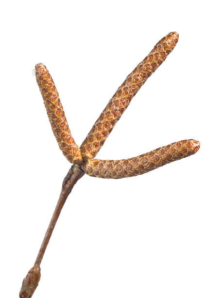 catkins de aliso - inflorescence alder tree glutinosa aments fotografías e imágenes de stock