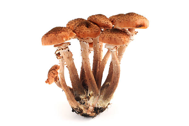 istock Dark Hallimasch (Armillaria ostoyae) - Honey fungus 183219351