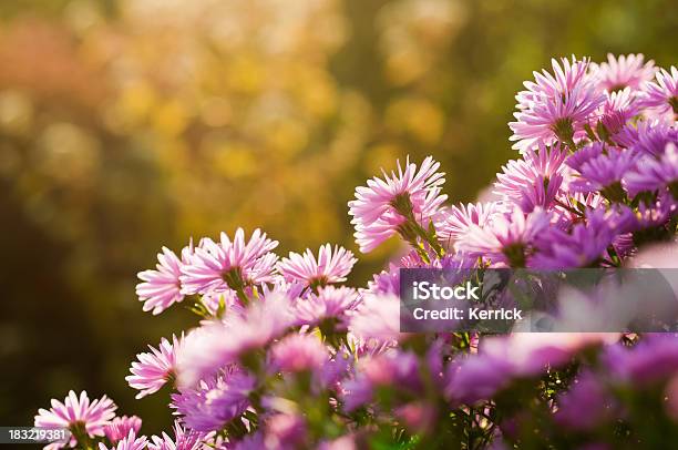 Pink Aster Im Herbsthintergrundbeleuchtung Stockfoto und mehr Bilder von Aster - Aster, Baumblüte, Blatt - Pflanzenbestandteile