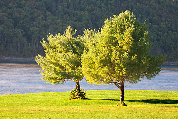 Pair Of Trees In A Park stock photo