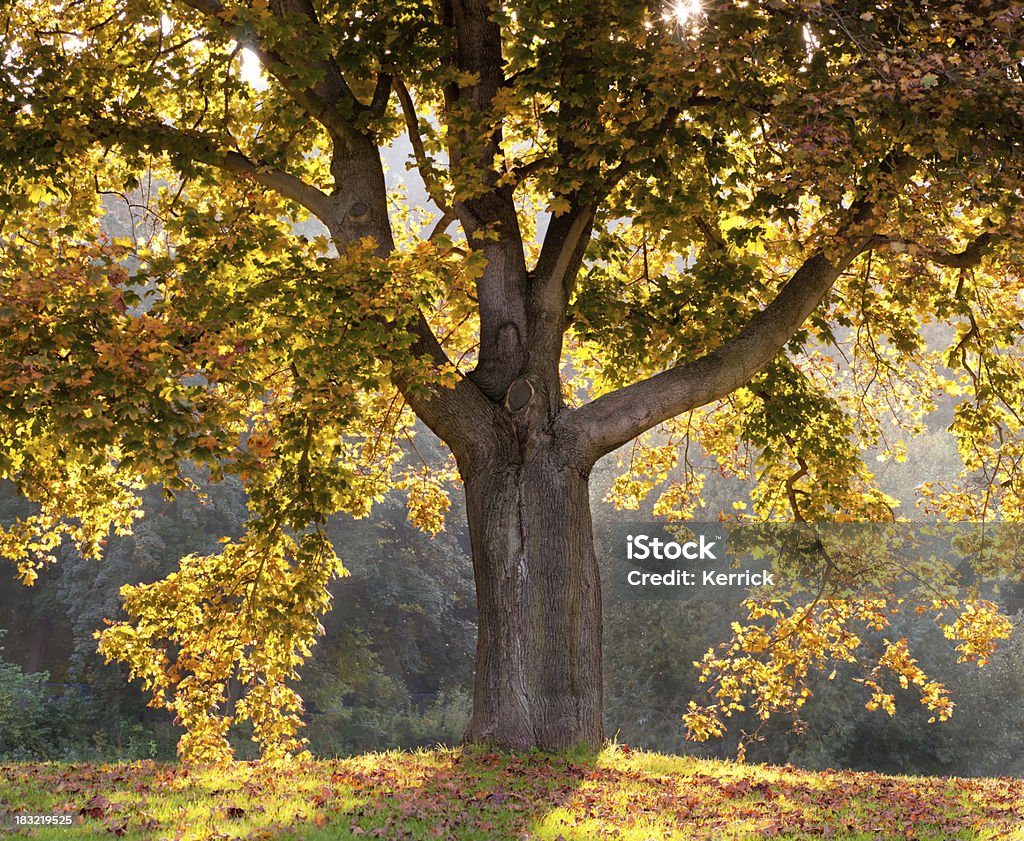 Ahorn in ein leuchtendes im Oktober - Lizenzfrei Baum Stock-Foto