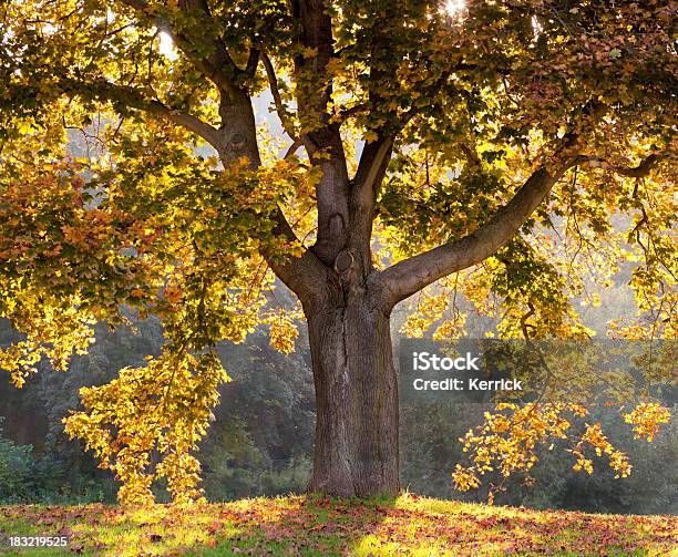 Ahorn In Ein Leuchtendes Im Oktober Stockfoto und mehr Bilder von Baum - Baum, Blatt - Pflanzenbestandteile, Einzelner Gegenstand