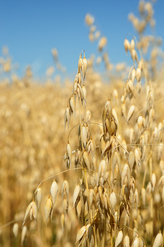 Ripe Oats ready for the harvest  under the late Summer sun. Shallow depth of field.