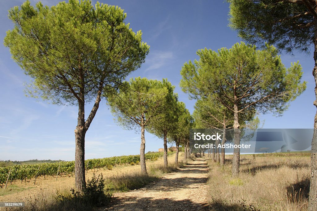 Da Toscana Road - Foto de stock de Agricultura royalty-free