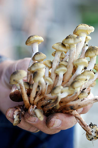 istock Bunch of mushrooms 183219959