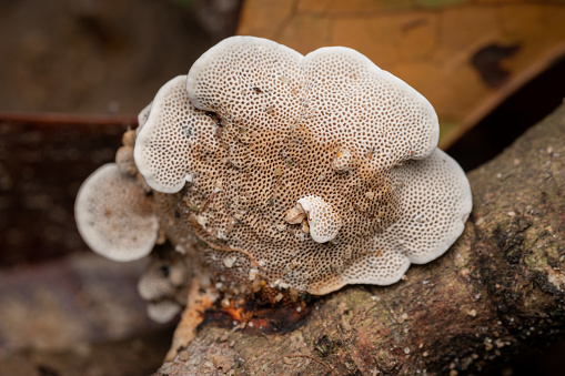 Mushroom and fungi growing after the rain