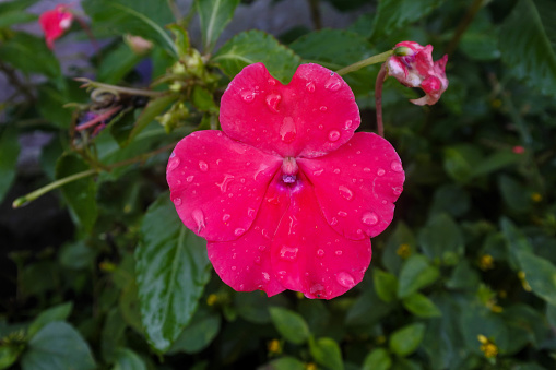 The graceful dance of dawn's first light reveals a vision of delicate beauty: an Impatiens Hawkeri bloom captured in a moment of silent splendor. Each petal, a soft shade of blush, unfurls gently, tenderly cradling the precious jewels of morning dew. The subtle droplets are meticulously scattered across the flower's surface, reflecting the world in miniature spheres of clarity and light. This intimate tableau, set against the soft, diffuse backdrop of a verdant garden, speaks of the ephemeral nature of life and the hidden treasures it holds. Perfect for showcasing themes of new beginnings, refined beauty, and nature's transient moments, this image stands as a testament to the quiet yet profound elegance that beckons to be admired—a testament artfully caught in time by the discerning eye of a photographer