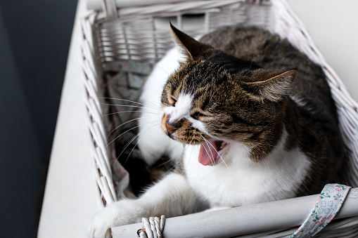 The sleepy cat yawns lying in basket inside the house.
