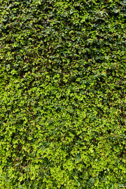 istock Verdant Veil: The Timeless Tapestry of Ivy 1832217658