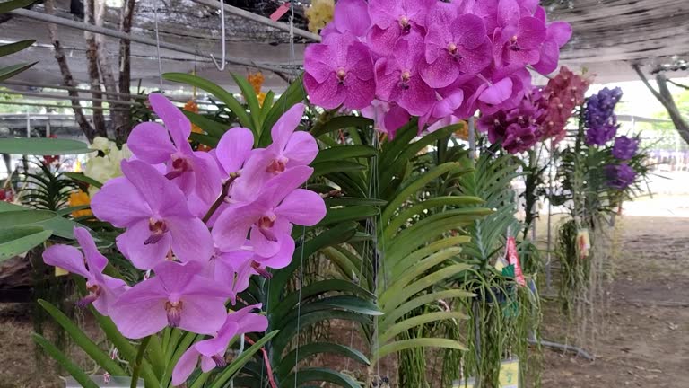 Orchid flowers blooming in the garden.