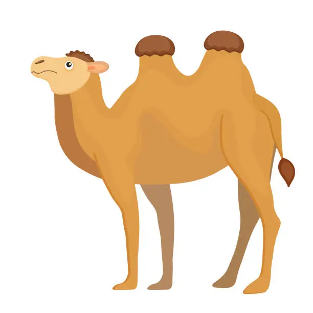 Vector illustration of Exotic brown camel, Egypt cartoon mammal. Cute, funny, happy, childish animal. Safari journey, sahara trip. Two humps, bedouin mount. Isolated on white background. Vector illustration