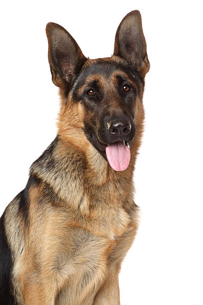 istock German Shepherd dog. Close-up portrait 183223356