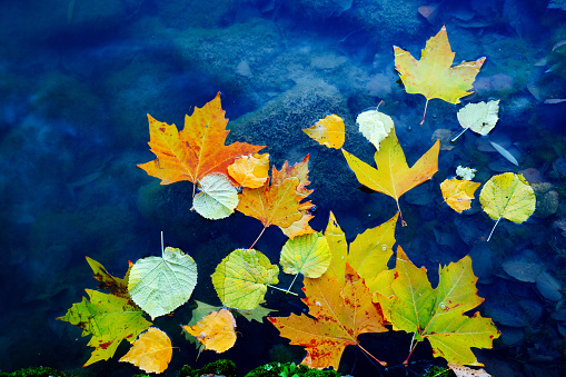 beautiful autumn landscape with a reflection of trees in the water of a lake, pond or river