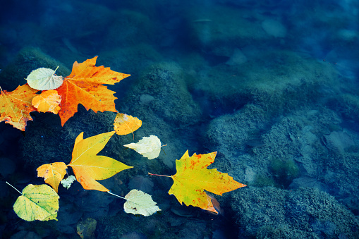 Dry autumn leaves floating on a water surface of the lake