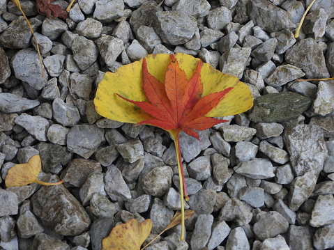 Leaves of Yellow japaneseIchou Ginkgo biloba and red Momiji in small stones autumn