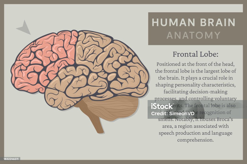Major Brain Components Anatomy Of The Human Brain Structure And Functions Vector Illustration ...