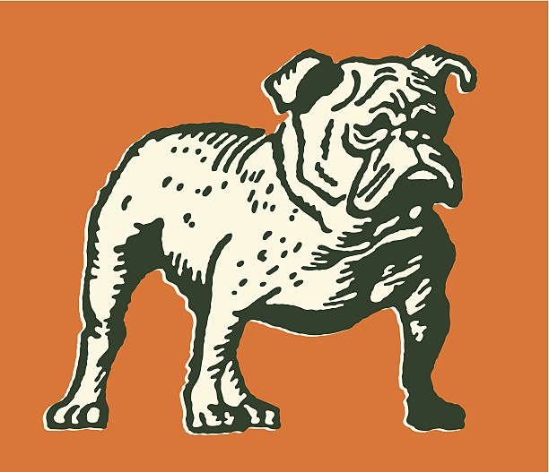 불독 (bulldog) - best in show stock illustrations