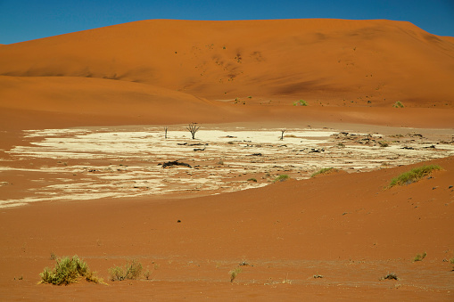 Deadvlei a small clay pan surrounded by dunes in the Namib Sand Sea in Namibia. Deadvlei is part of the Namib-Naukluft National Park. Africa