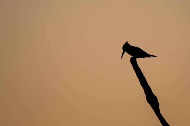 istock Pied Kingfisher on the branch 1832267721