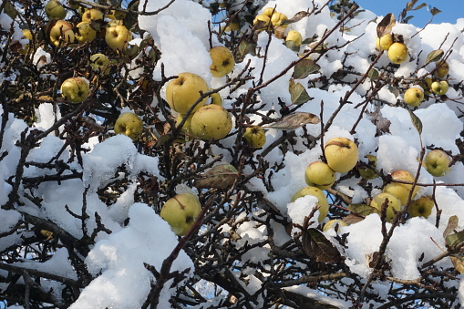 Apple trees in the orchard equipped with hail protection. Apfelplantage mit Hagelschutznetzen.