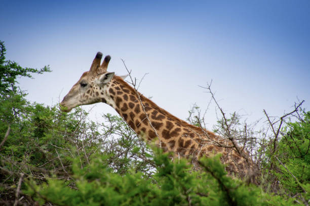 istock Pretty specimen of a wild giraffe 1832269309
