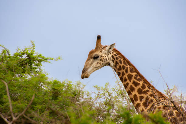 istock Pretty specimen of a wild giraffe 1832269318