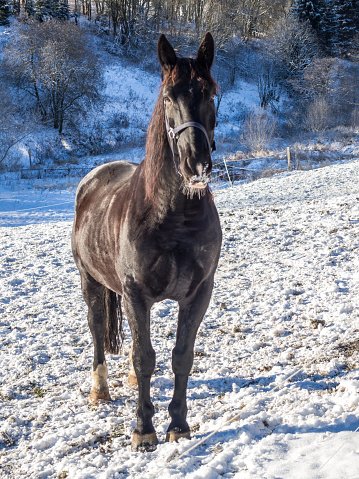 Black stallion in a winter landscape on the field