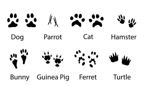 ilustrações, clipart, desenhos animados e ícones de teia - dog domestic cat pets cartoon