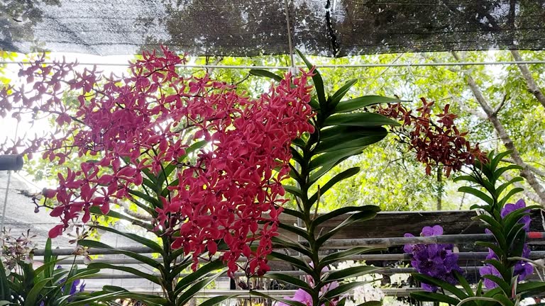 Orchid flowers blooming in the garden.