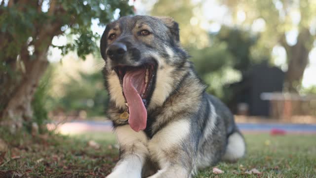 Yawning Dog in Garden: A mixed-race dog lies comfortably in the grass, displaying a casual yawn.